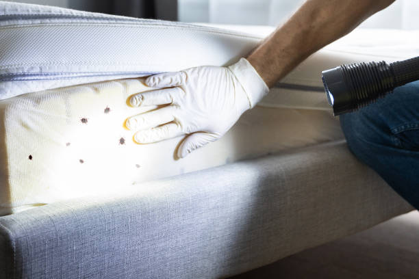 Best Ant Control Services  in Mcgovern, PA