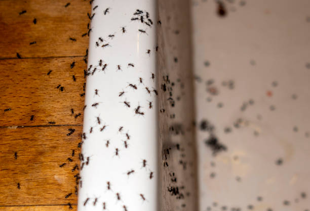 Pest Control Cost in Mcgovern, PA